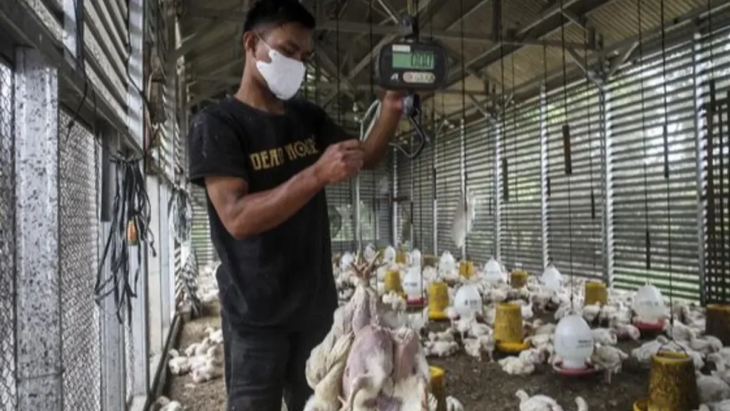 Arab Berhentikan Impor Unggas dari Indonesia