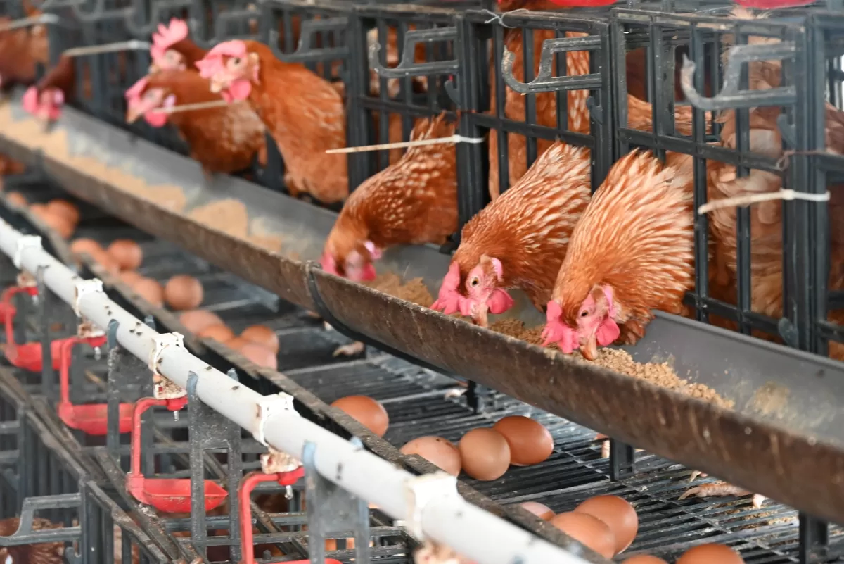 Arab Berhentikan Impor Unggas dari Indonesia